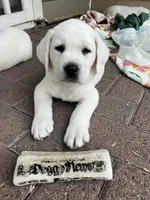 Charley, a male Labrador Retriever for sale in Los Angeles, CA – Photo 9 of 10