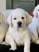 Charley, a male Labrador Retriever for sale in Los Angeles, CA – Photo 3 of 10