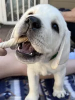 Charley, a male Labrador Retriever for sale in Los Angeles, CA – Photo 5 of 10