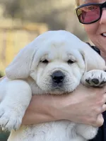Charley, a male Labrador Retriever for sale in Los Angeles, CA – Photo 10 of 10