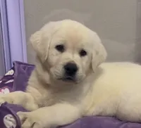 Lil Pumpkin , a female Labrador Retriever for sale in Los Angeles, CA – 5 of 7