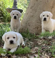 Rosie, a female Labrador Retriever for sale in Los Angeles, CA – 3 of 10