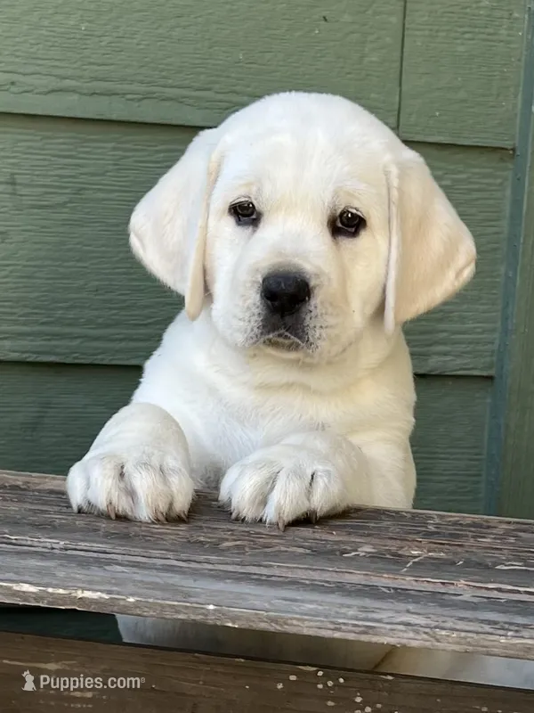 Elsa – Labrador Retriever puppy for sale in Los Angeles, CA