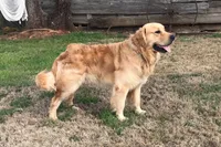 Miss Birdie, a female Golden Retriever for sale in Montezuma, GA – 5 of 5