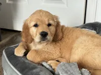 Miss Birdie, a female Golden Retriever for sale in Montezuma, GA – 1 of 5