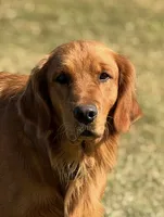 Miss Birdie, a female Golden Retriever for sale in Montezuma, GA – 3 of 5