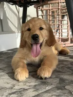 Miss Birdie, a female Golden Retriever for sale in Montezuma, GA – 2 of 5