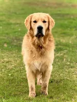 Miss Birdie, a female Golden Retriever for sale in Montezuma, GA – 4 of 5