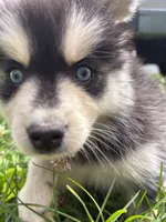 Sylvia, a female Pomsky for sale in Bellefontaine, OH – 3 of 5