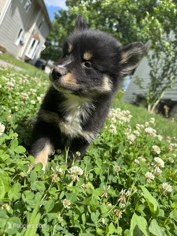 Koda  – Pomsky puppy for sale in Bellefontaine, OH