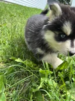 Sylvia, a female Pomsky for sale in Bellefontaine, OH – 4 of 5