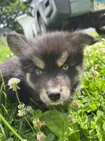 Bear, a male Pomsky for sale in Bellefontaine, OH – 2 of 3