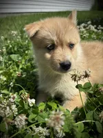 Teddy, a female Pomsky for sale in Bellefontaine, OH – 1 of 4