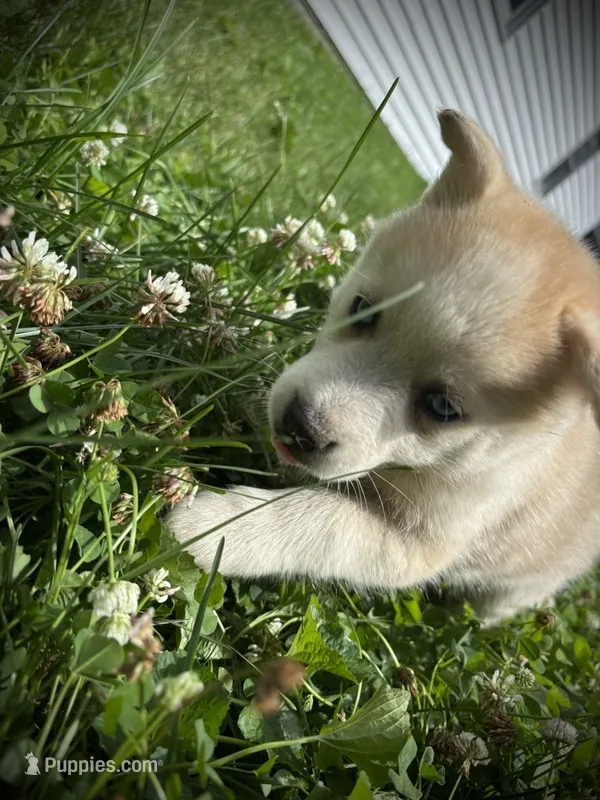 Tanner – Pomsky puppy for sale in Bellefontaine, OH