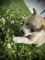 Tanner, a female Pomsky for sale in Bellefontaine, OH – 1 of 3