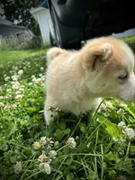 Tanner, a female Pomsky for sale in Bellefontaine, OH – 2 of 3