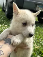 Mochi, a female Pomsky for sale in Bellefontaine, OH – 2 of 3