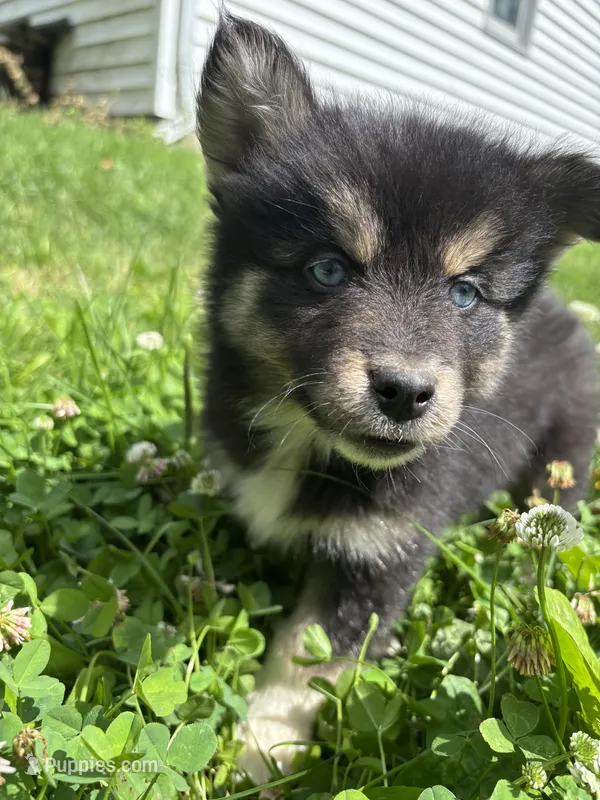Bear – Pomsky puppy for sale in Bellefontaine, OH