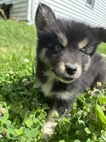 Bear, a male Pomsky for sale in Bellefontaine, OH – 1 of 3