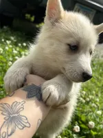 Mochi, a female Pomsky for sale in Bellefontaine, OH – 3 of 3