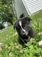 Stripe, a male Pomsky for sale in Bellefontaine, OH – 2 of 3