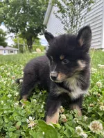Koda , a male Pomsky for sale in Bellefontaine, OH – 4 of 4