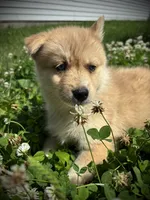 Teddy, a female Pomsky for sale in Bellefontaine, OH – 4 of 4