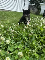 Koda , a male Pomsky for sale in Bellefontaine, OH – 3 of 4
