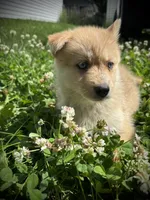 Teddy, a female Pomsky for sale in Bellefontaine, OH – 2 of 4