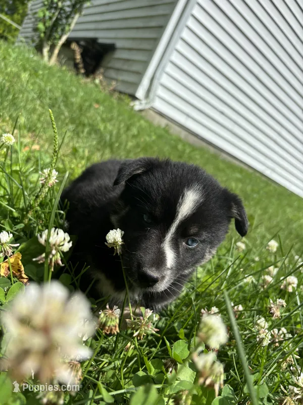 Stripe – Pomsky puppy for sale in Bellefontaine, OH