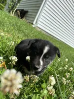 Stripe, a male Pomsky for sale in Bellefontaine, OH – 1 of 3