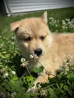 Teddy, a female Pomsky for sale in Bellefontaine, OH – 3 of 4