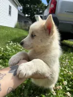 Mochi, a female Pomsky for sale in Bellefontaine, OH – 1 of 3