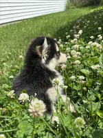 Sylvia, a female Pomsky for sale in Bellefontaine, OH – 5 of 5