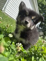 Bear, a male Pomsky for sale in Bellefontaine, OH – 3 of 3