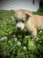 Tanner, a female Pomsky for sale in Bellefontaine, OH – 3 of 3
