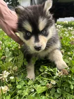 Sylvia, a female Pomsky for sale in Bellefontaine, OH – 2 of 5