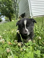 Stripe, a male Pomsky for sale in Bellefontaine, OH – 3 of 3
