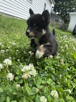 Koda , a male Pomsky for sale in Bellefontaine, OH – 2 of 4