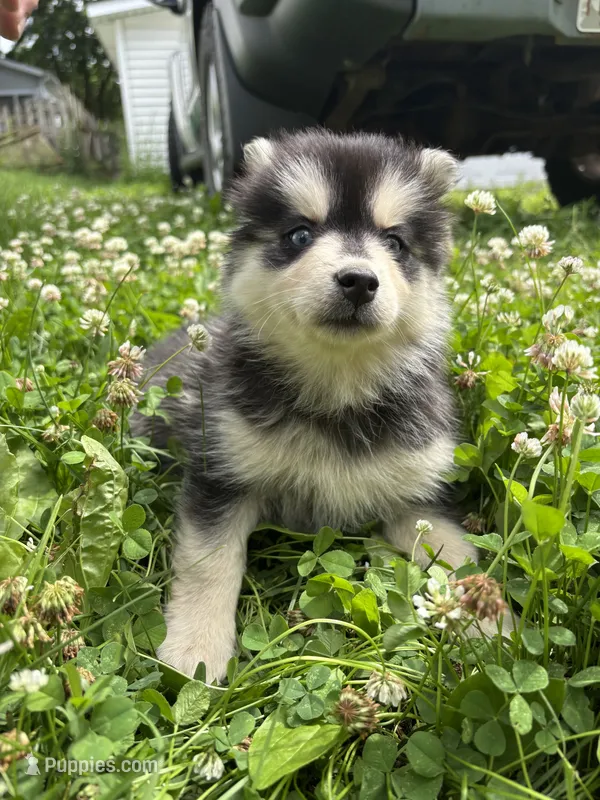 Sylvia – Pomsky puppy for sale in Bellefontaine, OH