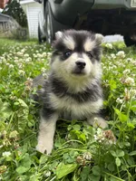 Sylvia, a female Pomsky for sale in Bellefontaine, OH – 1 of 5