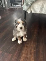 Talullah, a female Bernedoodle for sale in Plano, TX – 2 of 7