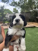 Magnolia, a female Bernedoodle for sale in Plano, TX – 3 of 8