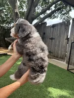 Talullah, a female Bernedoodle for sale in Plano, TX – 4 of 7