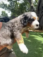 Talullah, a female Bernedoodle for sale in Plano, TX – 3 of 7