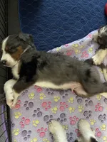 Archie, a male Bernedoodle for sale in Plano, TX – 7 of 7