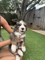 Talullah, a female Bernedoodle for sale in Plano, TX – 7 of 7
