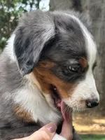 Archie, a male Bernedoodle for sale in Plano, TX – 3 of 7