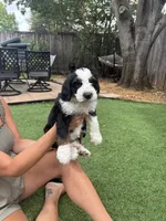 Magnolia, a female Bernedoodle for sale in Plano, TX – 6 of 8