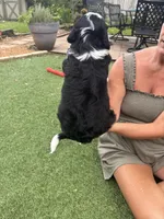 Magnolia, a female Bernedoodle for sale in Plano, TX – 4 of 8